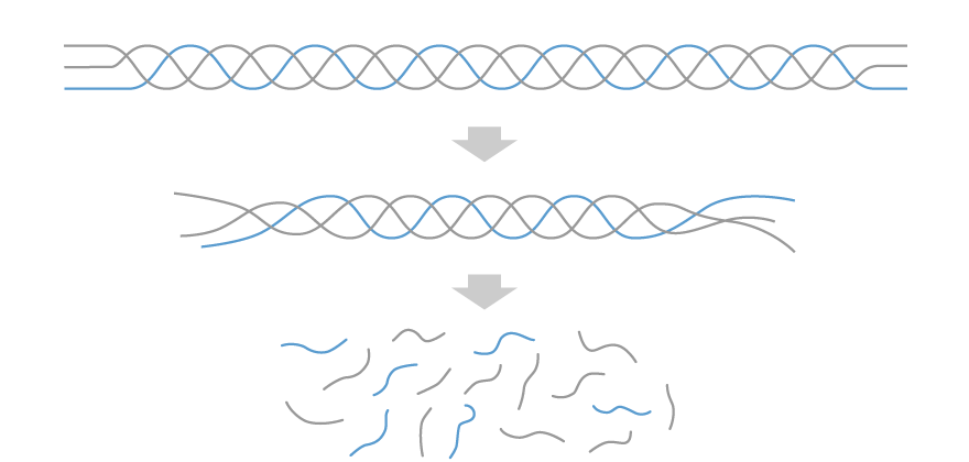 コラーゲン構成図